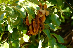 Combretum zeyheri