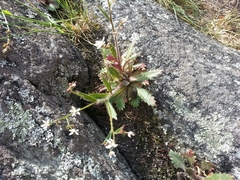 Micranthes petiolaris