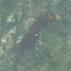 Apostichopus californicus