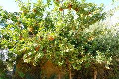 Combretum zeyheri