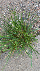Eleusine indica