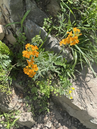 Afghan Erysimum (Erysimum perofskianum)