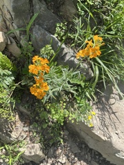 Erysimum perofskianum