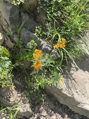 Erysimum perofskianum