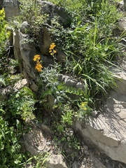 Erysimum perofskianum
