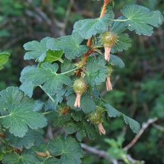 Ribes pinetorum