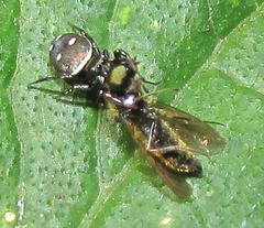 Heliophanus
