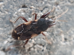 Eremocoris podagricus