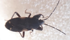 Eremocoris podagricus