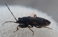 Eremocoris podagricus