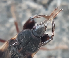 Eremocoris podagricus