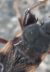 Eremocoris podagricus