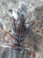 Eremocoris podagricus