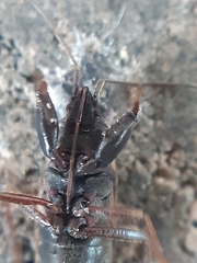 Eremocoris podagricus