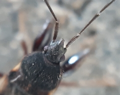 Eremocoris podagricus