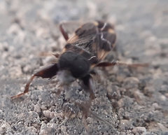 Eremocoris podagricus