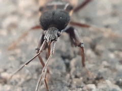 Eremocoris podagricus