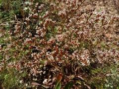 Goniolimon besserianum