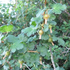 Ribes pinetorum