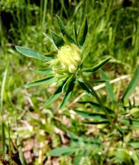 Anthyllis vulneraria polyphylla