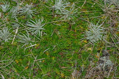 Chaerophyllum colensoi