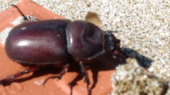 Oryctes nasicornis corniculatus