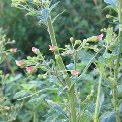 Scrophularia parviflora