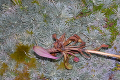 Gentianella corymbifera