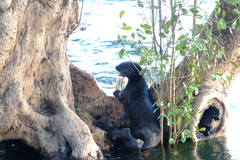 Hydrictis maculicollis