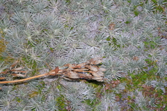 Gentianella corymbifera