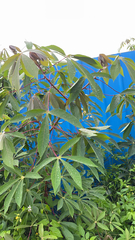Manihot esculenta