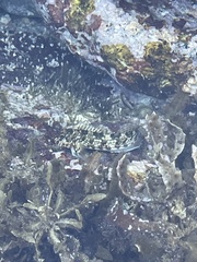 Entomacrodus marmoratus