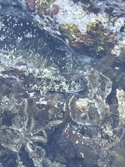 Entomacrodus marmoratus