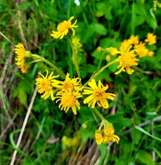 Tephroseris longifolia