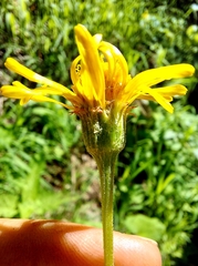 Tephroseris longifolia