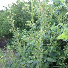 Scrophularia parviflora