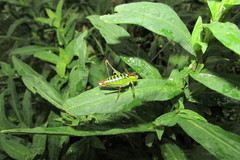 Poecilimon thoracicus