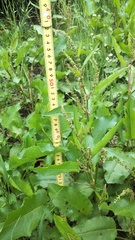 Rumex obtusifolius