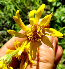 Tephroseris longifolia