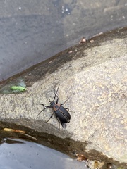 Pseudocistela marginata