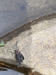 Pseudocistela marginata