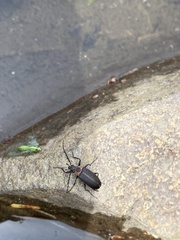 Pseudocistela marginata
