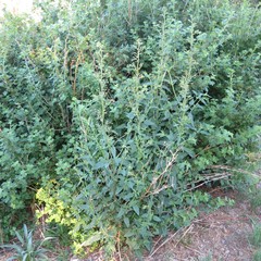 Scrophularia parviflora