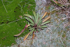 Gentianella corymbifera