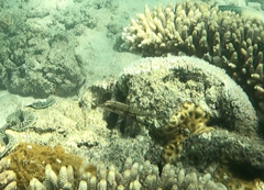 Halichoeres nebulosus