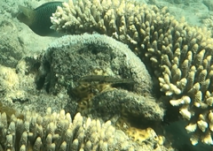 Halichoeres nebulosus