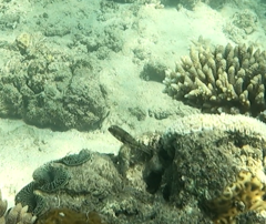 Halichoeres nebulosus