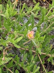 Oenothera versicolor