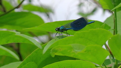 Calopteryx splendens