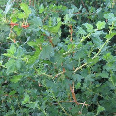 Ribes pinetorum